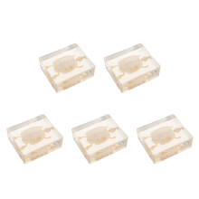 5Pièces Collections De Tortues Squelette Osseux Pour Passionnés