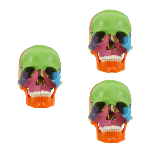 3St Plastic Schedelmodel Met Kleuren Leerhulpmiddelen 2