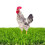 Chicken Nesting Box Pads for Laying Eggs with Vegetable Skewer String Feeder, Washable Nesting Pads for Chicken 6Pcs 3