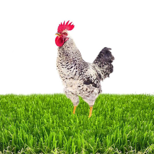 Chicken Nesting Box Pads for Laying Eggs with Vegetable Skewer String Feeder, Washable Nesting Pads for Chicken 6Pcs 2