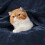 300GSM Navy Blue Fleece Throw Blanket 3