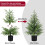 2FT Real-Touch Norfolk Pine Topiary Tree with Black Pot 4