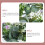 24 Inch Green Eucalyptus Wreath Plastic 5