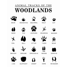 Poster cu urme de animale – Artă cu animale din pădure, 1,5 cm alb