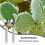 Stainless Steel Cactus Peeler Spoon 3 pcs 3