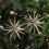 Coffee Christmas Starburst Ornament PVC 12 cm 4