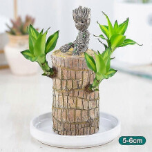 (5-6 Cm) Mini Brazilian Wood Hydroponic Plant - Lucky Clean Air Potted Indoor Tree for Office Desk with Glass Container