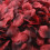 Ivory Faux Silk Rose Petals 100 pcs 6