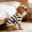 Pet Cat Summer Clothes Lightweight Soft Breathable Striped 4