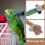 Light Brown Cotton Rope Bird Perch for Medium to Large Cages 8