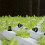 100Pcs Plastic Net Cups for Hydroponics Planting Black Garden Pots 11