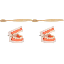 2Ensembles Modèles Dentaires Multicolores Kit Éducatif Brosse