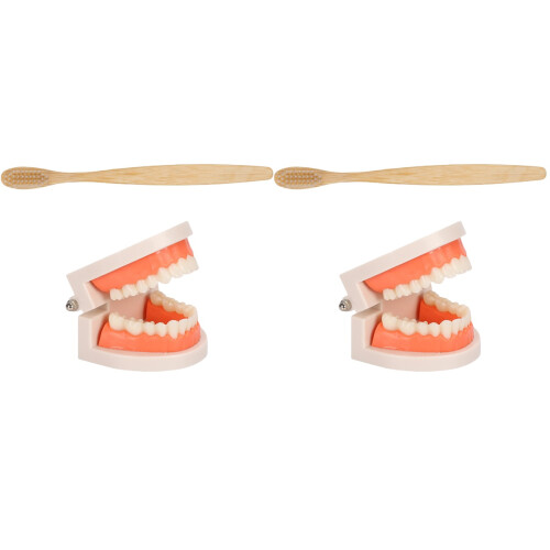 2Ensembles Modèles Dentaires Multicolores Kit Éducatif Brosse