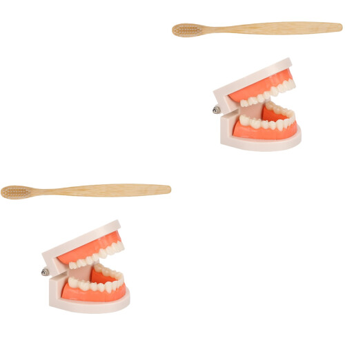 2Ensembles Modèles Dentaires Multicolores Kit Éducatif Brosse 1