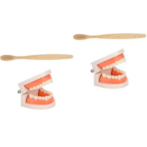 2Ensembles Modèles Dentaires Multicolores Kit Éducatif Brosse 2