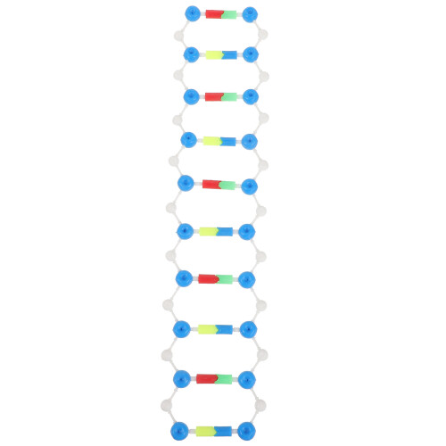 4St Opbouwbaar Dna Model, , Kleurrijk Ontwerp 2