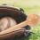 4Pièces Maillet Bois Beige Pour Baseball, Portable Résistant 5