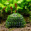 2X Aquatic Pet Supplies Decorations Aquarium Moss  Live Plants Filter Decor 5