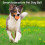 Interactive Dog Toy Ball - 60mm, 250mAh, IP54, 2 Modes 2