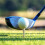 Picchetti da  da 70 mm per Golfisti Che Praticano All'Interno e All'Esterno 6