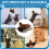 Interactive Cat Toys, Rechargeable Chirping Flapping BirdPlush Kitten Exercise Toys 6