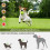 Dog Tennis  Launcher Dogs Chase Automatic Toys Automatic Fun Interactive Machine Fun Interactive Catapult Throw B 2