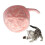 Cat Yarn Ball Interactive Play Bell 1
