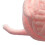 Interactive Cat Toy Ball Bell 1