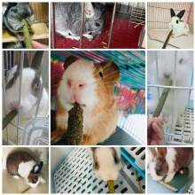 160 PCS Natural Mixed Grass Stick Chinchilla Chew Toys for Guinea Pig Rabbit Gerbil  Bunny and Other Small Animals