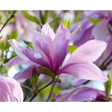 Magnolia Betty Tree Purple Pink Flowers 3-4ft Large By Direct Plants