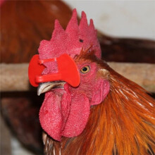 500 Pcs Chicken Glasses Anti-Pecking Goggles Chicken Glasses Bolt Pheasant Poultry Blinders Spectacle Anti-Pecking