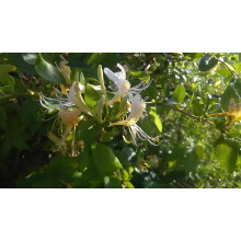3x Lonicera Halliana Evergreen Honeysuckle Climbing Plants in Pots | By Direct Plants