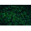 25x Carpinus Betulus Hornbeam Hedging Plants | By Direct Plants 1