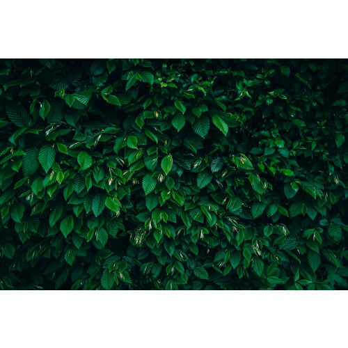 25x Carpinus Betulus Hornbeam Hedging Plants | By Direct Plants
