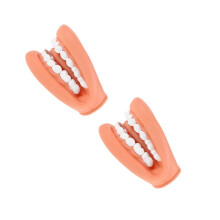 2Pcs Human Tooth PVC Model Assorted Color Practical Teaching