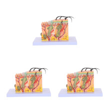 3Pcs Assorted Color Skin Anatomy Models Plastic Medical Teaching Tools