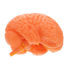 Afneembaar PVC Hersenenmodel Koffiekleurig Voor Anatomie Les
