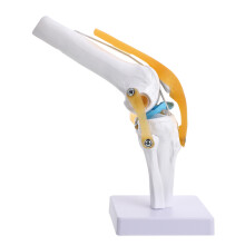 2Pcs Human Knee Joint Anatomy Model with Realistic Motion