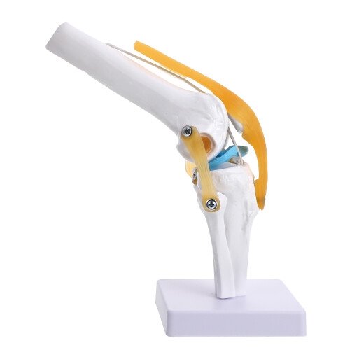 2Pcs Human Knee Joint Anatomy Model with Realistic Motion
