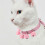 Collier Rose + Laisse, Cloche Pour Sorties 4