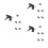 18Pcs Black Plastic Watering Can Sprayer Heads Even Water Distribution 6