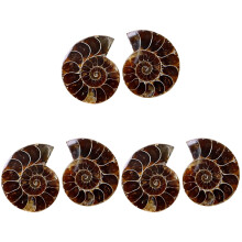 6Pièces Modèles Ammonite Fossile Colorés Décoration Apprentissage