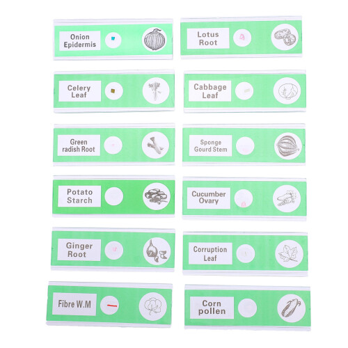 24Pièces Lames Microscopiques Plastique Vert Clair Spécimens 1
