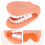 2Pcs Human Tooth PVC Model Assorted Color Practical Teaching 8