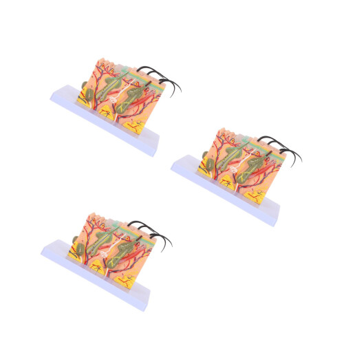 3Pcs Assorted Color Skin Anatomy Models Plastic Medical Teaching Tools 2