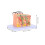3Pcs Assorted Color Skin Anatomy Models Plastic Medical Teaching Tools 9