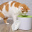 6Pcs Pet Water Dispenser Filter White Plastic Cat Fountain Replacement 5