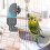 2Pièces Distributeur D'eau Oiseaux En PVC Facile À Installer 4
