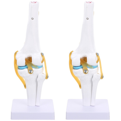 2Pcs Human Knee Joint Anatomy Model with Realistic Motion 2