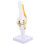 2Pcs Human Knee Joint Anatomy Model with Realistic Motion 10